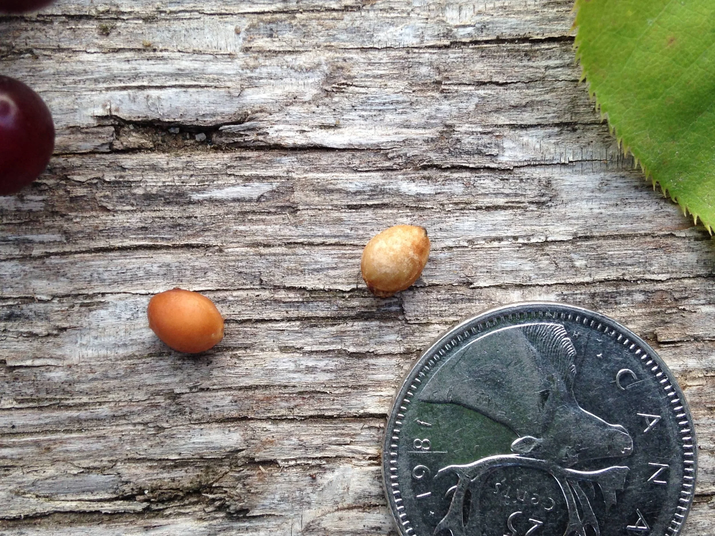 Fruit and Seeds pt. 2 — to know the land